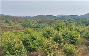 常宁万亩荒山废山生态修复工业化新模式——万亩油茶基地