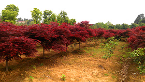 优发国际园红枫