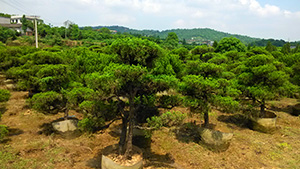 优发国际园造型柏树