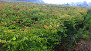 优发国际园栾树