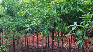 优发国际山庄苗木基地杜英