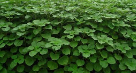 贵州省铜仁市生态修复与精准扶贫树模区