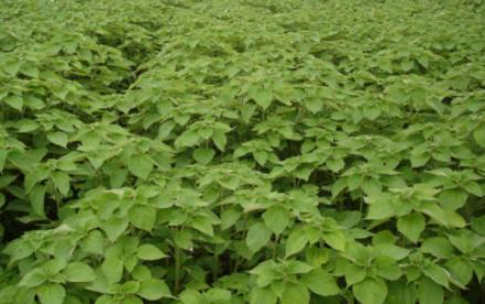 贵州省铜仁市生态修复与精准扶贫树模区