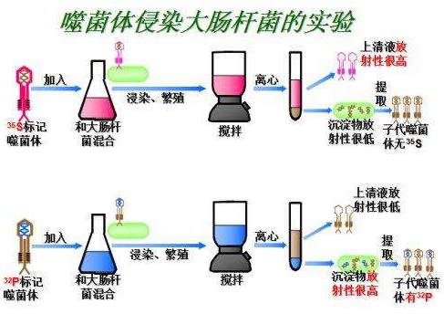 噬菌体侵染大肠杆菌实验历程