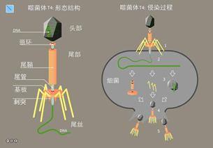 噬菌体为何能瓦解细菌？