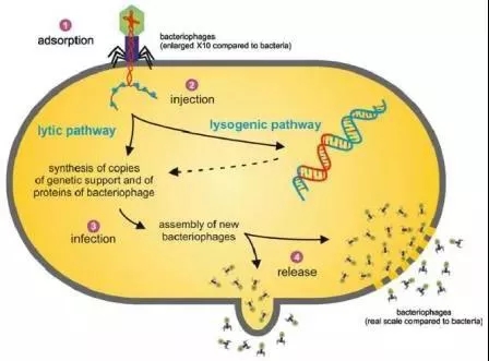 噬菌体侵染细胞