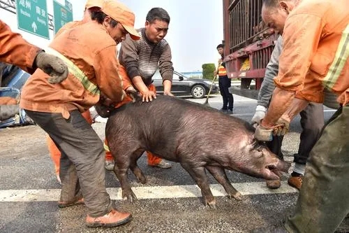 强化生猪运输车辆治理