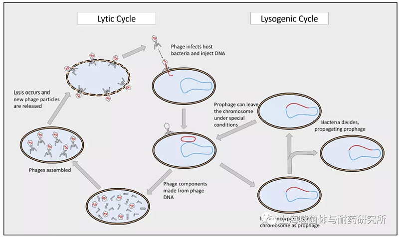 温顺噬菌体滋生生命周期