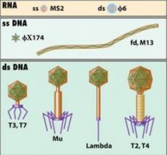  噬菌体的种类