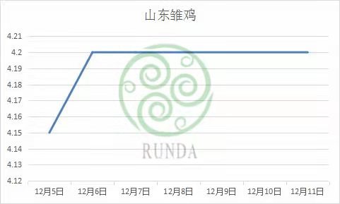 山东雏鸡市场行情