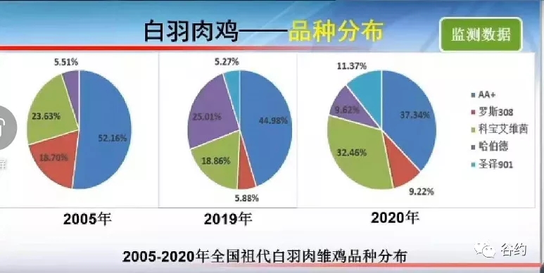 祖代白羽肉雏鸡品种漫衍