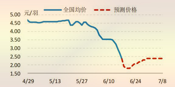 海内白羽肉鸡鸡苗价钱走势展望图