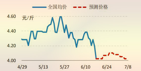 海内白羽肉鸡收购价钱走势展望图