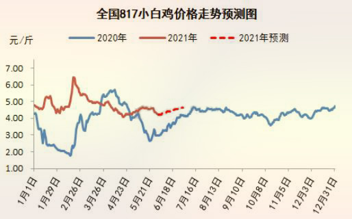 海内 817 小白鸡价钱走势展望图