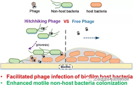 图2 噬菌体的搭便车行为增进噬菌体熏染和增强载体细菌定植