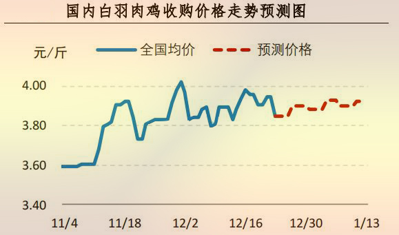 白羽肉鸡