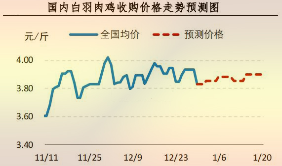 白羽肉鸡