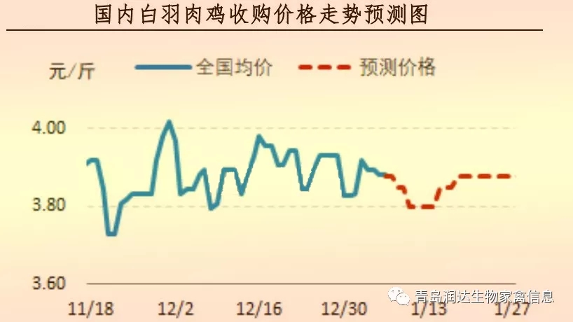 白羽肉鸡