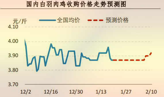 白羽肉鸡