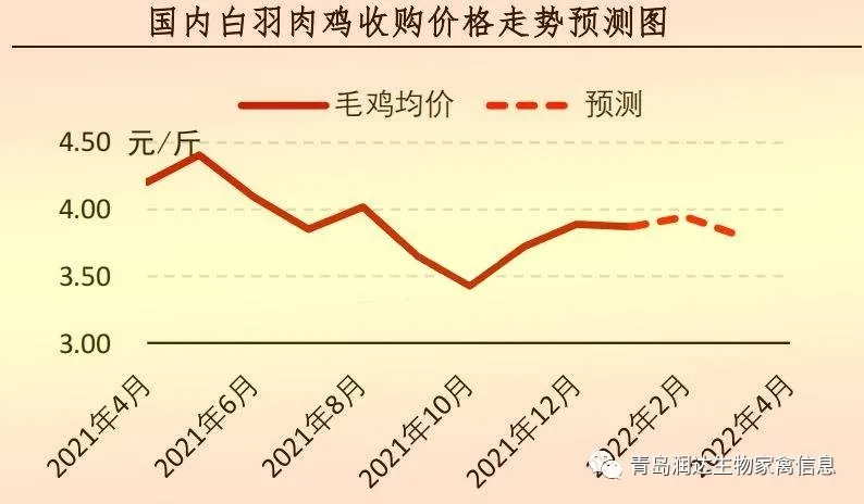 白羽肉鸡