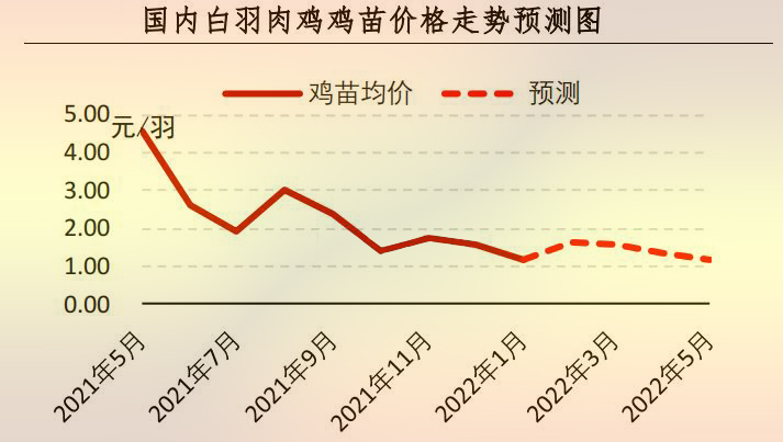 白羽肉鸡苗