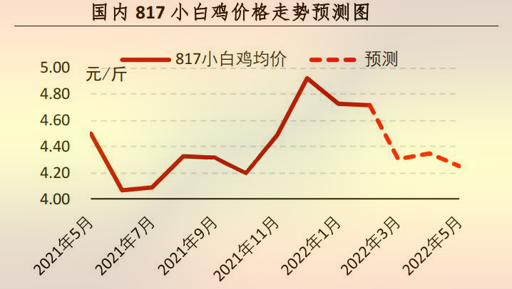 817小白鸡