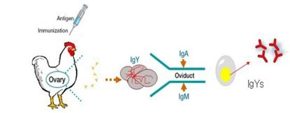 卵黄抗体的形成机制