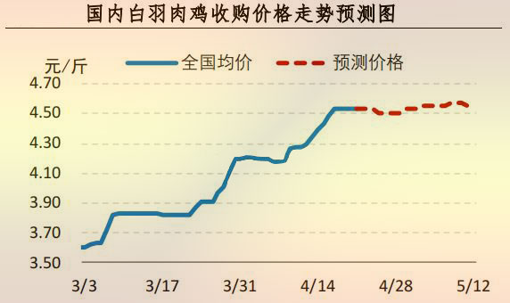 白羽肉鸡