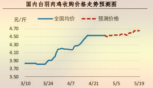 白羽肉鸡