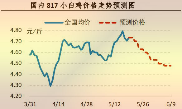 817小白鸡