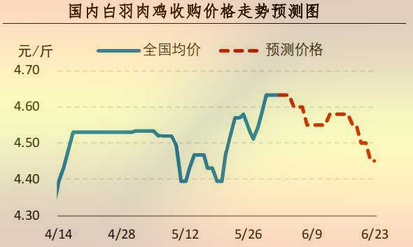 白羽肉鸡