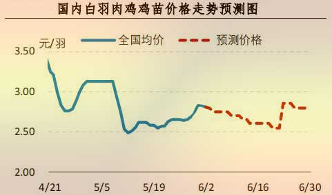 白羽肉鸡鸡苗