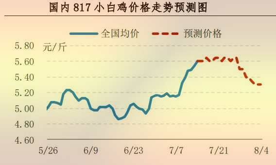 817小白鸡