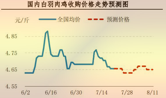 白羽肉鸡