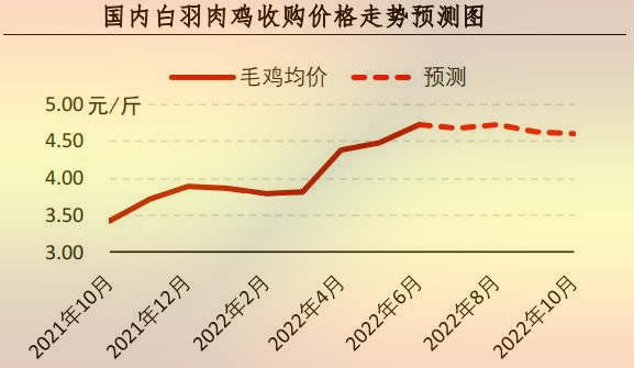 白羽肉鸡