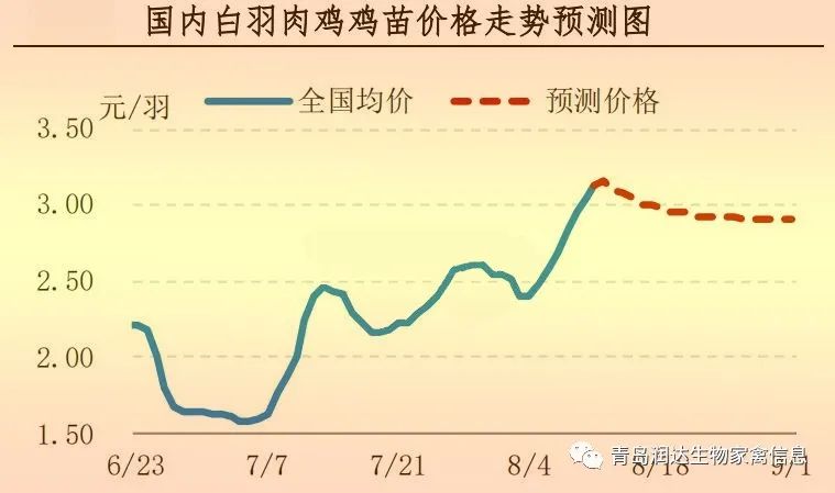 白羽肉鸡鸡苗