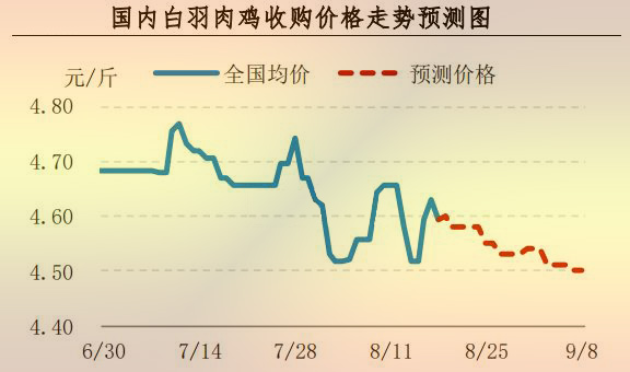 白羽肉鸡