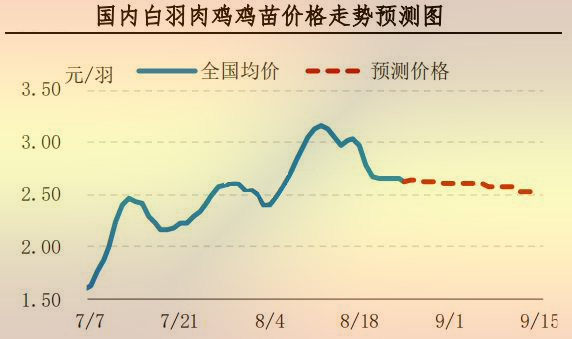 白羽肉鸡鸡苗