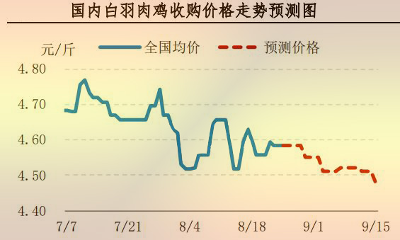 白羽肉鸡