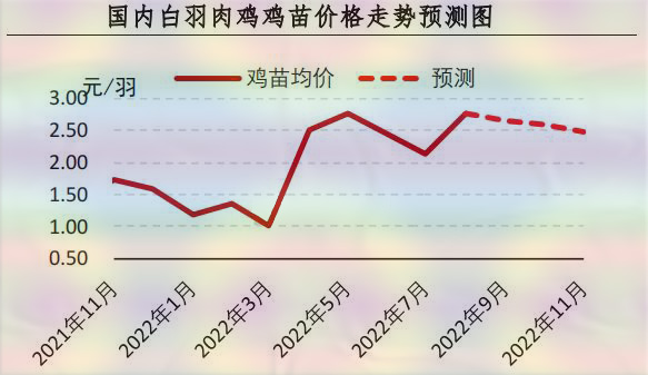 白羽肉鸡苗