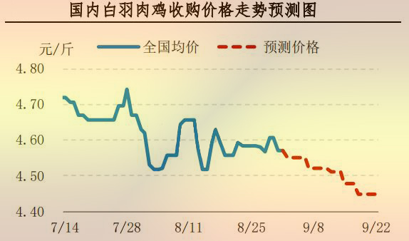 白羽肉鸡