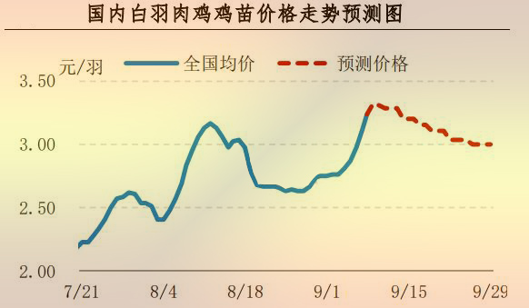 白羽肉鸡鸡苗