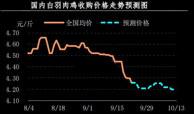 白羽肉鸡