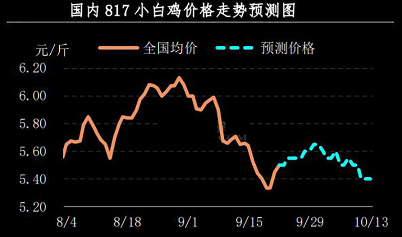 817小白鸡