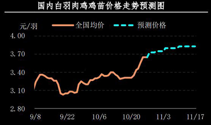 白羽肉鸡鸡苗