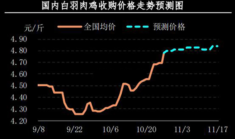 白羽肉鸡