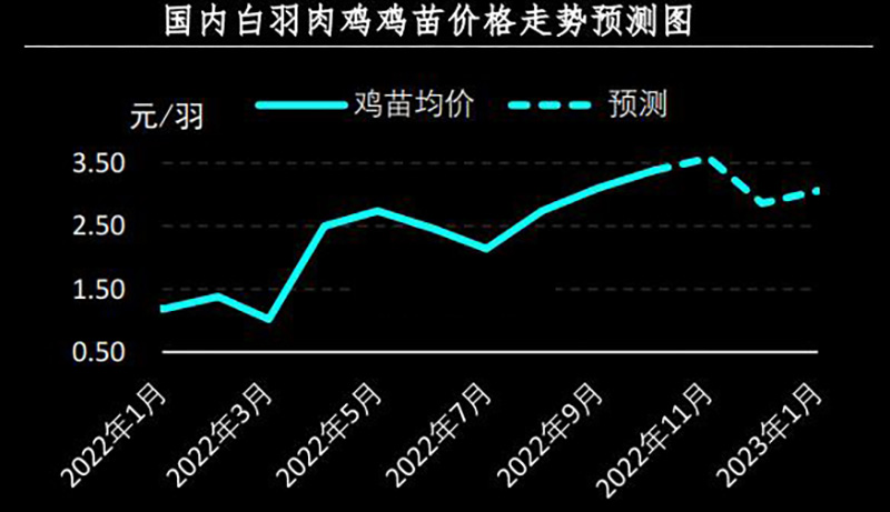 白羽肉鸡苗