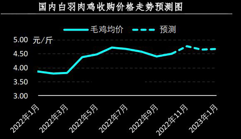 白羽肉鸡