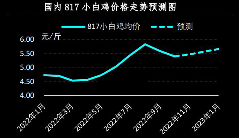 817小白鸡