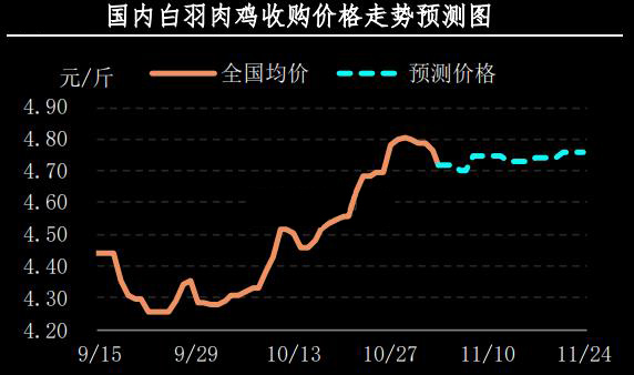 白羽肉鸡